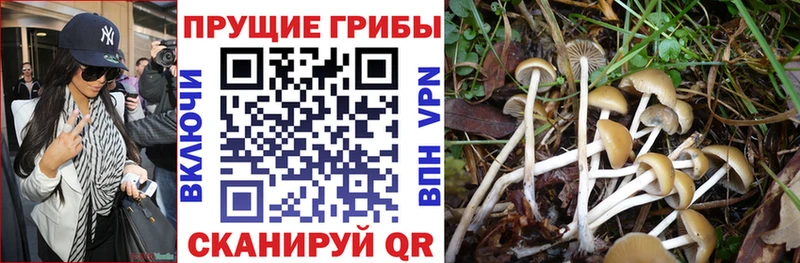 Купить  Йошкар-Ола  Галлюциногенные грибы мицелий 